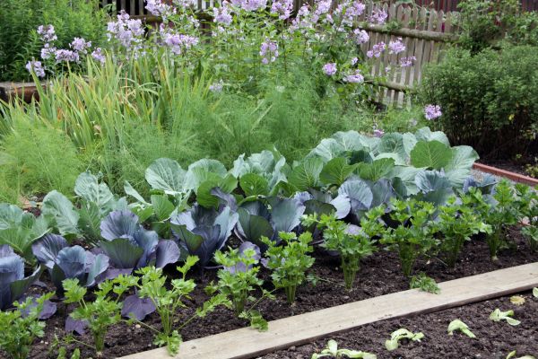 Garden Bed Makeover